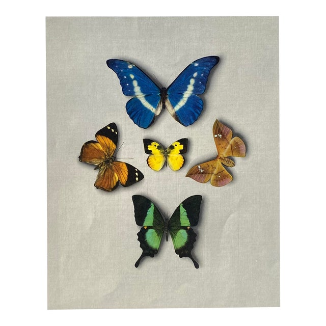 Butterfly and Moth Print Chairish