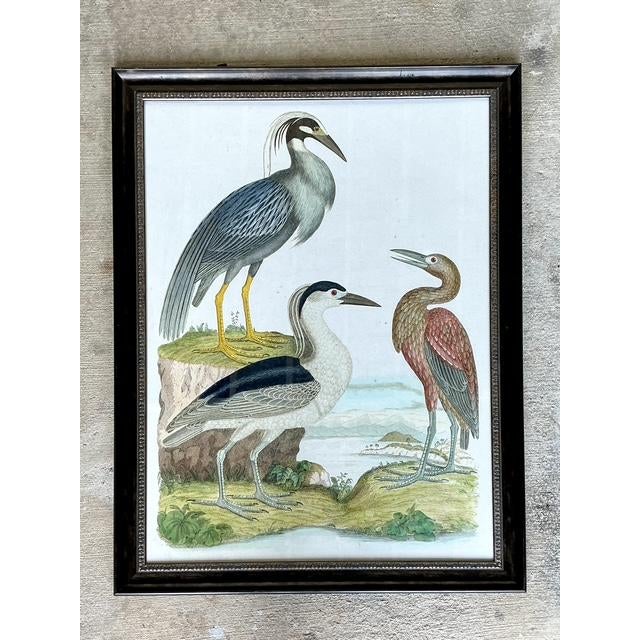 Vintage Audubon Print of Three Birds For Sale - Image 4 of 12