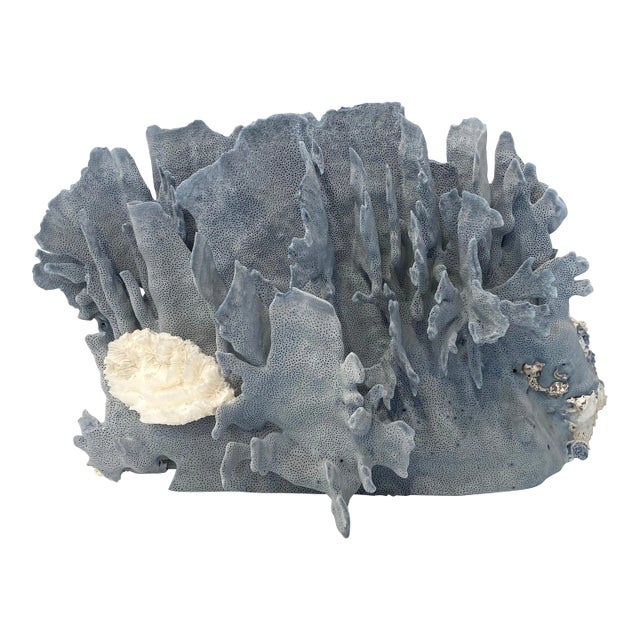 Exceptional Natural Blue Coral Specimen Coastal Beach Home For Sale