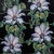 Stevie Howell Gratis Clematis Black Wallpaper is digitally printed with water-based inks on eco-friendly, clay-coated...