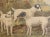 18 framed Cassell, Petter, Galpin & Co chromolithograph dog prints from the 20th century, priced and sold $495 each....