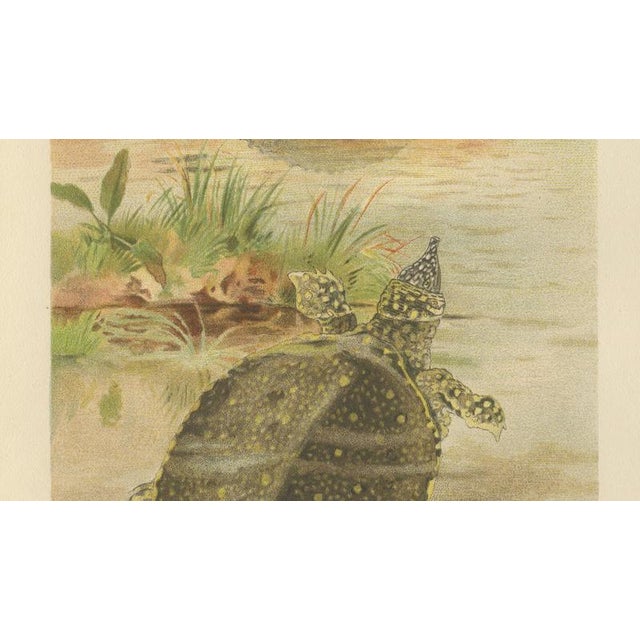 P. J. Smit, Soft River Tortoises, 1895, Lithograph For Sale - Image 6 of 9