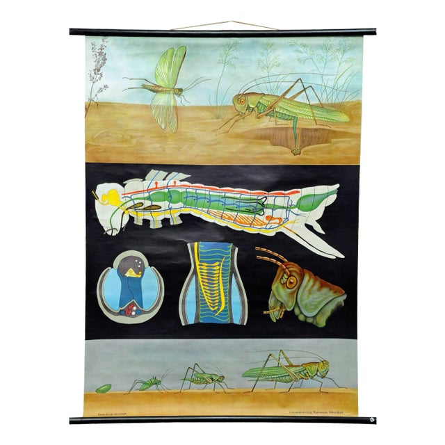 Vintage Biology Animals Bush Cricket School Wall Chart by Jung Koch Quentell For Sale