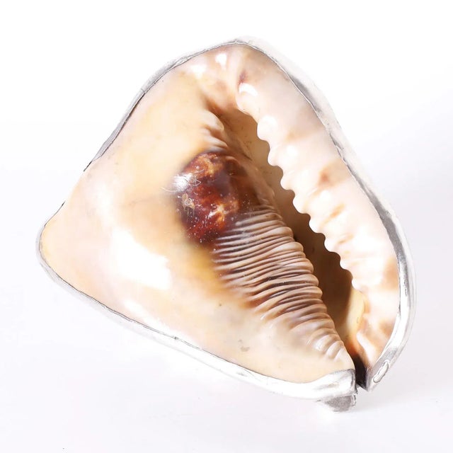 Striking King Helmet seashell forever plated in silvered metal. Please see our other listings for the complete set.
