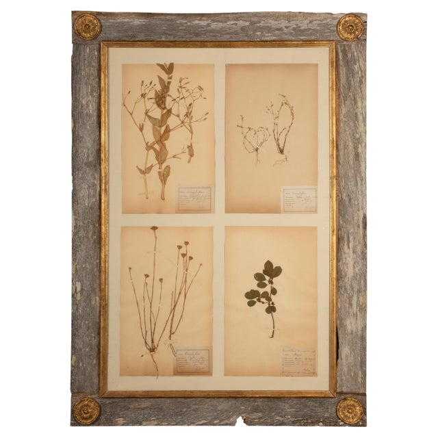 This beautifully preserved collection features four 19th century botanical herbier specimens meticulously mounted in a...