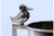 Silver Children's Cup with Duck Handle For Sale - Image 4 of 10