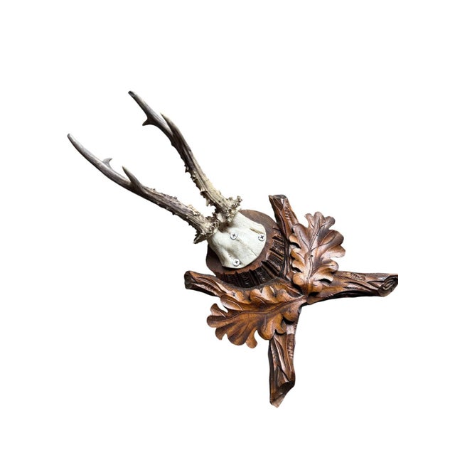 Cabin Roe Deer Trophy 186 Black Forset Antlers Mount For Sale - Image 3 of 5