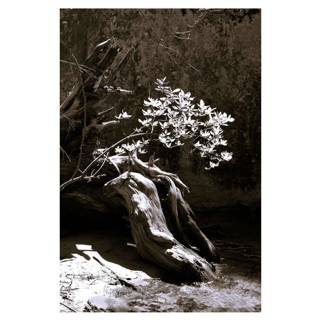 Black Reaching for Light, Fine Art Photography, Yosemite Valley's Happy Isles, Original Black White Photograph Matted & Framed For Sale - Image 8 of 9