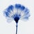 Contemporary Abstract Blue Botanical Limited Edition Fine Art Print No. 1 | Organic Modern For Sale - Image 3 of 3