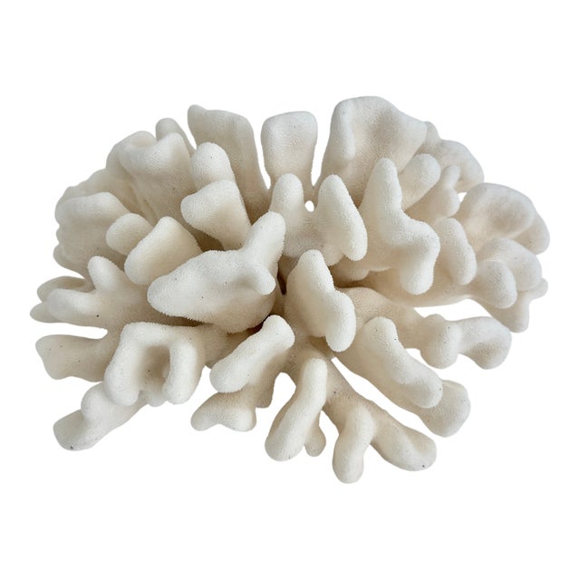 Natural Pacific Elk Coral Specimen Coastal Home For Sale