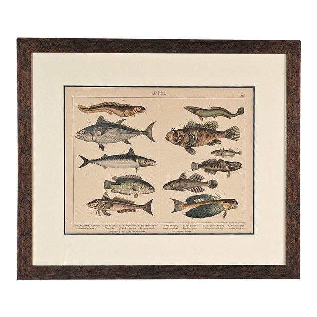 Fish Engraving, Germany Circa 1880 For Sale
