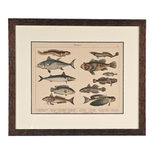 Fish Engraving, Germany Circa 1880