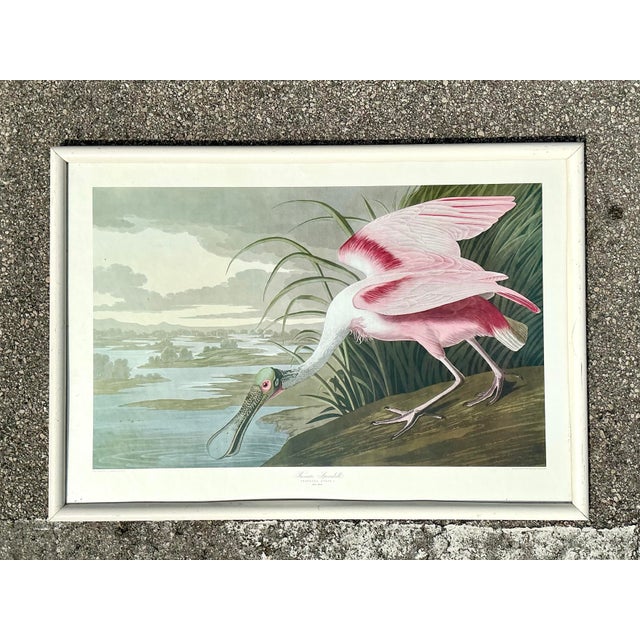 Vintage Audubon Print of Pink Spoonbill For Sale - Image 9 of 12
