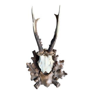 Roe Deer Trophy 58 Black Forest Antlers For Sale
