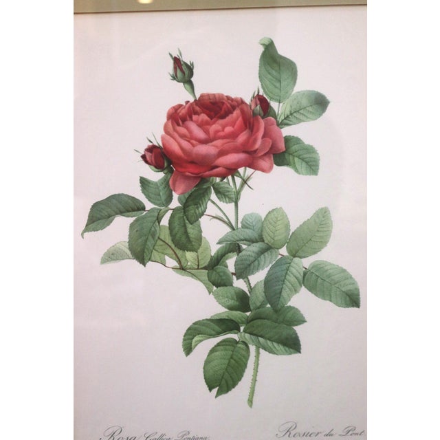 Large Framed Pierre-Joseph Redouté "Rosa Gallica Pontiana" Botanical Print This elegant, large-scale botanical print...