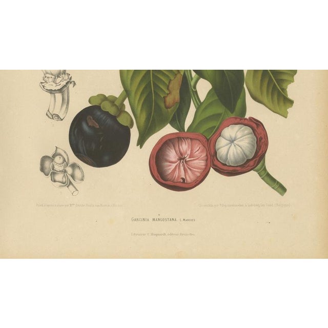 Berthe Hoola van Nooten, Mangosteen, 1880, Chromolithograph For Sale - Image 6 of 9