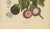 Berthe Hoola van Nooten, Mangosteen, 1880, Chromolithograph For Sale - Image 6 of 9