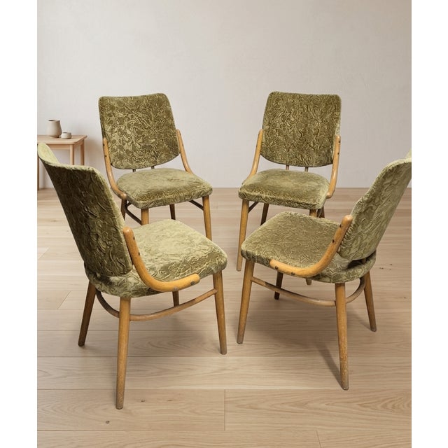 Mid-Century Modern Bentwood Dining Chairs in Beechwood & Olive Velour from TON, Czechoslovakia, 1970s, Set of 4 For Sale - Image 3 of 9