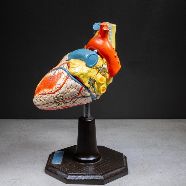 Wood Vintage Professional Anatomical Human Heart Model c.1976– Medical Teaching Aid For Sale - Image 7 of 10