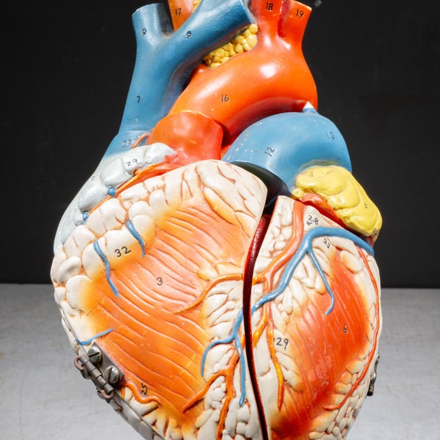 Industrial Vintage Professional Anatomical Human Heart Model c.1976– Medical Teaching Aid For Sale - Image 3 of 10