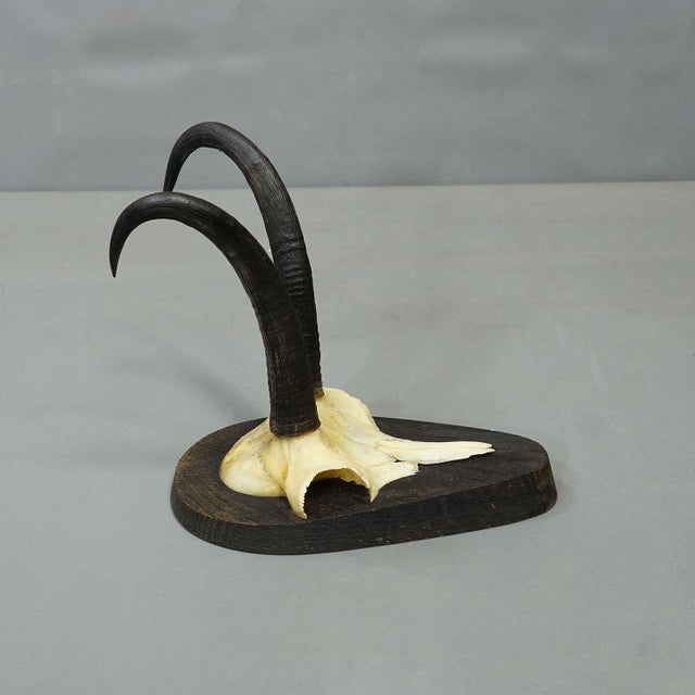 Set of Six Vintage Chamois Trophies on Wooden Plaques, Germany Ca. 1980s For Sale - Image 4 of 7