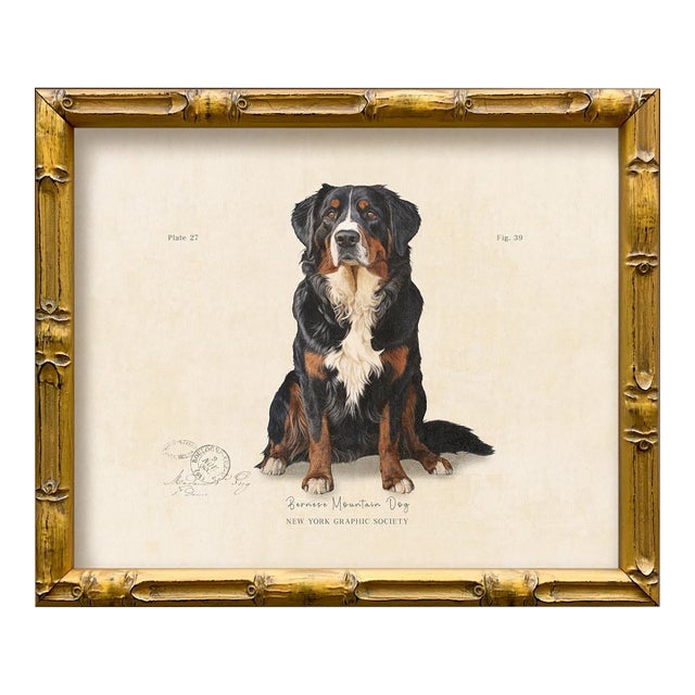 Reproduction Art Print of Vintage "World of Dogs" Illustration (Bernese Mountain Dog), Framed For Sale