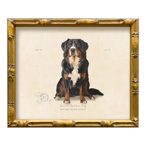 Reproduction Art Print of Vintage "World of Dogs" Illustration (Bernese Mountain Dog), Framed