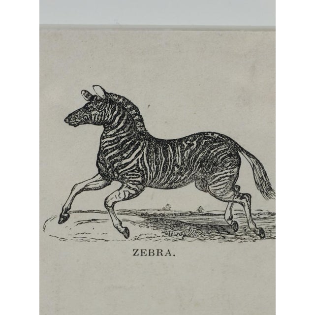 Webb & Millington, The Panorama of Horses, 1850, Engraving For Sale - Image 6 of 18