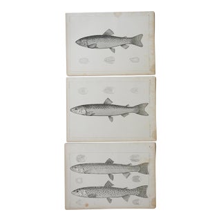 Mid 19th Century Us Pacifc Railroad Fish Lithograph Book Plates - Set of 3 For Sale