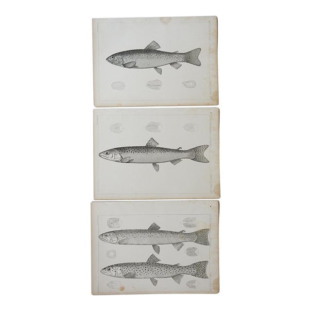 Mid 19th Century Us Pacifc Railroad Fish Lithograph Book Plates - Set of 3 For Sale