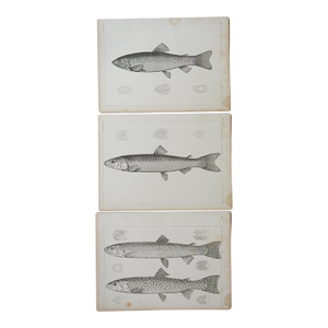 Mid 19th Century Us Pacifc Railroad Fish Lithograph Book Plates - Set of 3