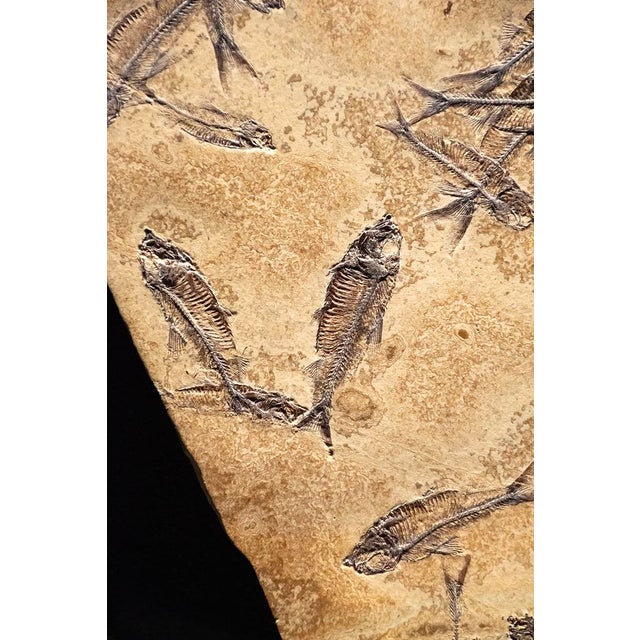 This irregularly shaped accent mural was quarried from our Knightia Lake" stone layer. It is composed entirely of Knightia...