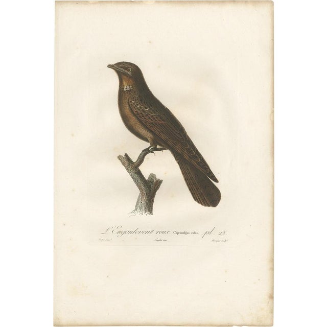 Early 19th Century Antique Bird Print of a Rufous Nightjar by Vieillot '1807', 1807, Paper For Sale - Image 5 of 5