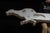 Blue 1950s Greyhound Bus Lines Prancing Dog Lighted Advertising Sign For Sale - Image 8 of 11