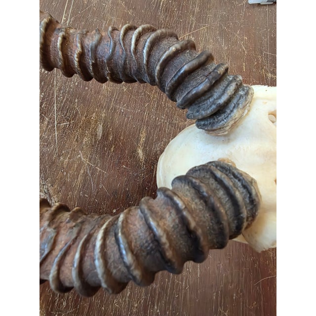 White Rustic Blackbuck Skull For Sale - Image 8 of 11