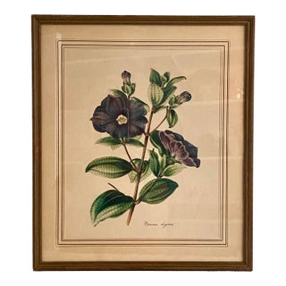 Antique Framed Offset Botanical Lithograph by Louis Van Houtte, Plerma Elegans For Sale