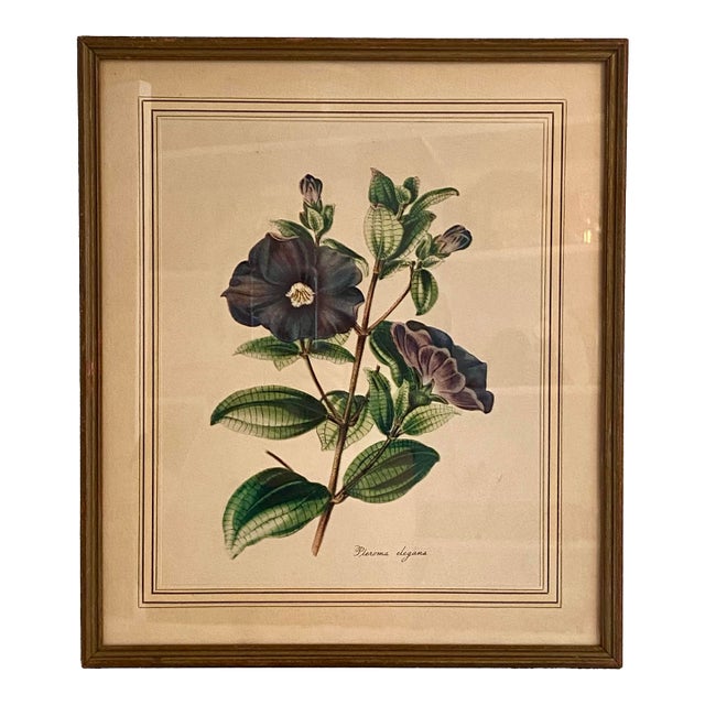 Antique Framed Offset Botanical Lithograph by Louis Van Houtte, Plerma Elegans For Sale