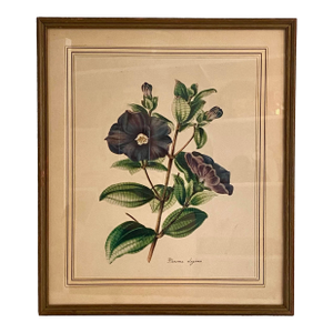 Antique Framed Offset Botanical Lithograph by Louis Van Houtte, Plerma Elegans