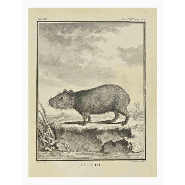 The Cabiai is an etching realized in 1771 by Claude Jardinier. Titled and signed on the flat. The Artwork Belongs to the...