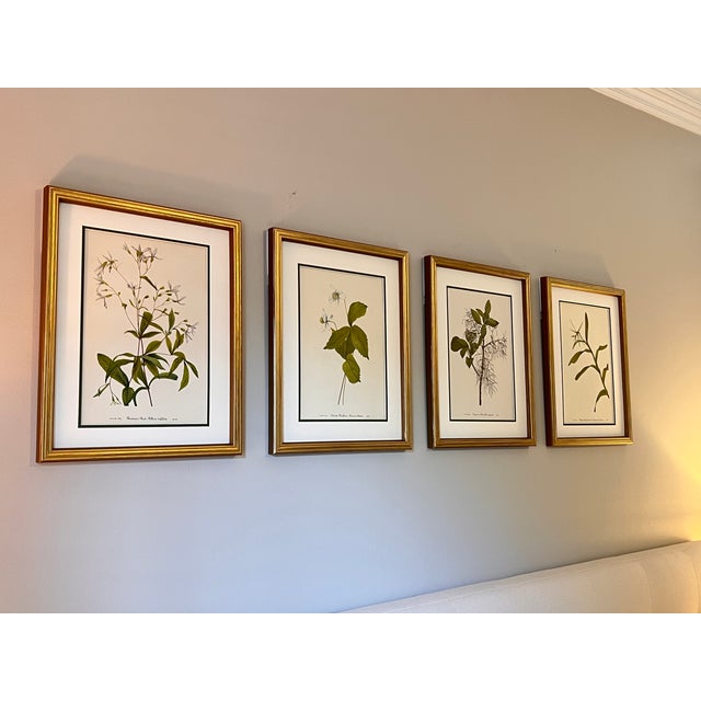Vintage Botanical Framed Set of 4 - Authentic 1953 Wild Flower For Sale - Image 4 of 8