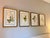 Vintage Botanical Framed Set of 4 - Authentic 1953 Wild Flower For Sale - Image 4 of 8