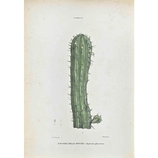 Vincenzo Tenore, The Euphorbiaceae, Lithograph, 1870s For Sale