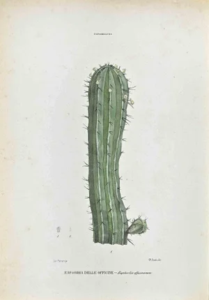 Vincenzo Tenore, The Euphorbiaceae, Lithograph, 1870s