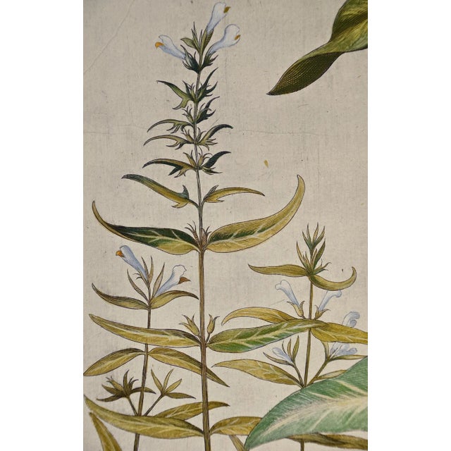 Flowering Lily Plants: A 17th C. Besler Hand-Colored Botanical Engraving, 1640 For Sale - Image 4 of 6