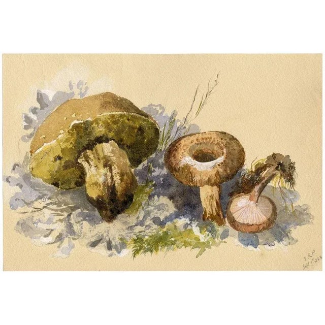 An original 1868 watercolour painting, E.R.P., Mushroom Milkcap (Lactarius).A delightful 19th-century mushroom study drawn...