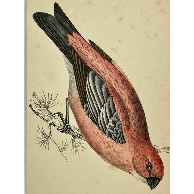 Antique Hand Tinted Bird Print From England Featuring a Red & Black Pine Grossbeak - Circa 1880 For Sale - Image 10 of 11