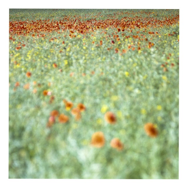 Paul Cooklin, Poppys, Edition of 50 For Sale