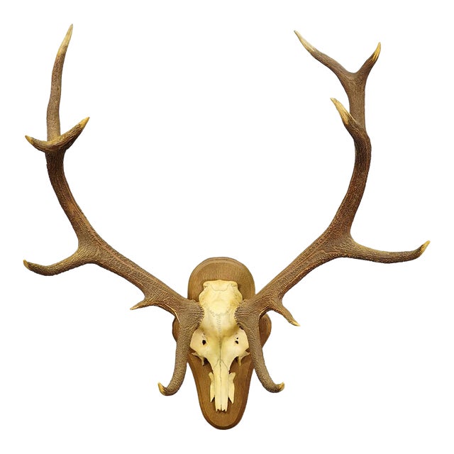 Black Forest 12 Pointer Red Deer Trophy on Wooden Plaque - Germany 1930 For Sale