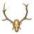 Black Forest 12 Pointer Red Deer Trophy on Wooden Plaque - Germany 1930 For Sale