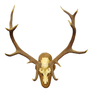 Black Forest 12 Pointer Red Deer Trophy on Wooden Plaque - Germany 1930